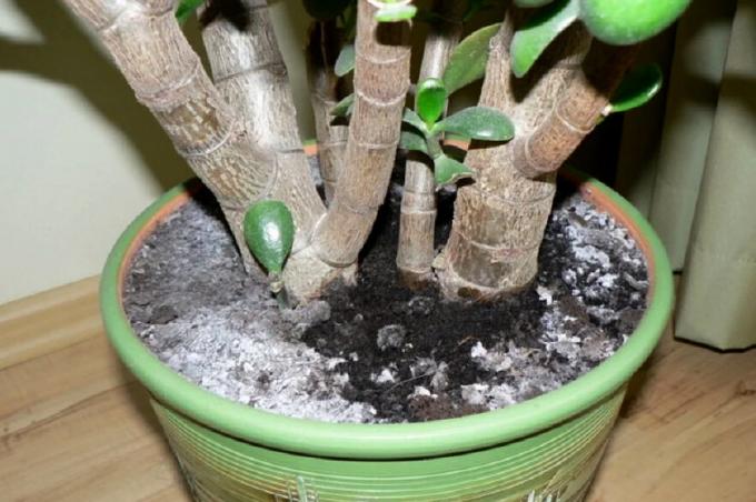 Mold in a flower pot with Jade