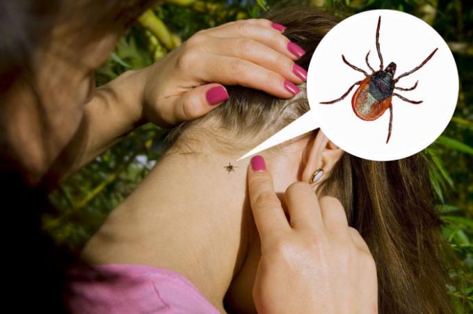 How to protect yourself from ticks?
