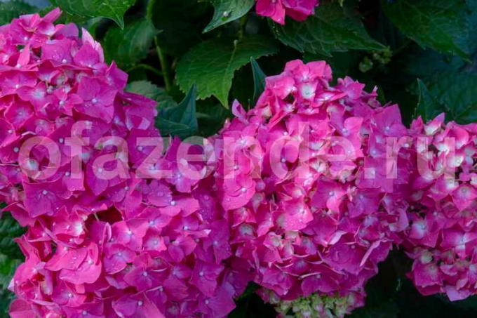 Blooming hydrangea. Illustration for an article is used for a standard license © ofazende.ru